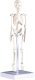 Анатомическая модель Sima-Land Скелет человека / 5076756 - 