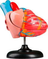 Анатомическая модель Sima-Land Сердце человека / 5076793 - 