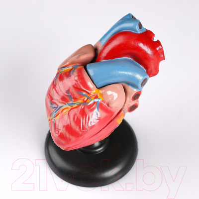 Анатомическая модель Sima-Land Сердце человека / 5076793
