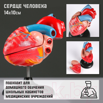 Анатомическая модель Sima-Land Сердце человека / 5076793