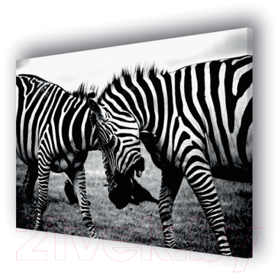 Картина Stamprint Две зебры AM001 (90x115см)