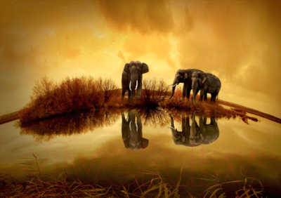 Картина Stamprint Солнечные слоны AM002 (60x85см)