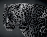 Картина Stamprint Леопард AM003 (80x100см) - 