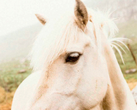 Картина Stamprint Белая лошадь AM007 (80x100см) - 