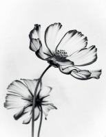 Картина Stamprint Черные цветы 2 TR015 (45x35см) - 