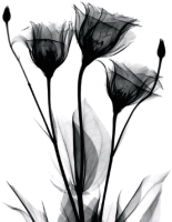 Картина Stamprint Черные цветы 1 TR016 (45x35см) - 