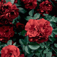 Картина Stamprint Красные розы АT040 (67x67см) - 