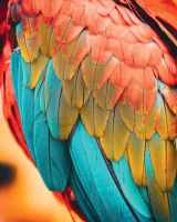 Картина Stamprint Перья попугая AM005 (100x80см) - 