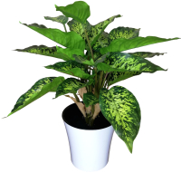 Искусственное растение ForGarden Диффенбахия GT-N715-842 в белом горшке / BN10855 - 