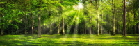 Фотообои листовые ФабрикаФресок Солнечный Зеленый Весенний Лес / 1091300 (300x100) - 