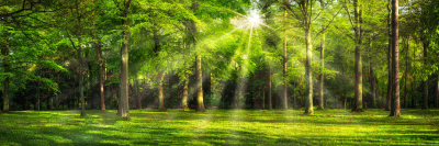 Фотообои листовые ФабрикаФресок Солнечный Зеленый Весенний Лес / 1091300 (300x100)