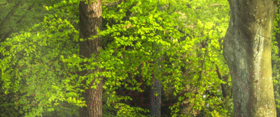 Фотообои листовые ФабрикаФресок Солнечный Зеленый Весенний Лес / 1091300 (300x100)
