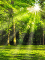 Фотообои листовые ФабрикаФресок Солнечный Зеленый Весенний Лес / 1092270 (200x270) - 