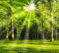 Фотообои листовые ФабрикаФресок Солнечный Зеленый Весенний Лес / 1093270 (300x270) - 