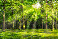 Фотообои листовые ФабрикаФресок Солнечный Зеленый Весенний Лес / 1094270 (400x270) - 