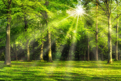 Фотообои листовые ФабрикаФресок Солнечный Зеленый Весенний Лес / 1094270 (400x270)