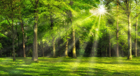 Фотообои листовые ФабрикаФресок Солнечный Зеленый Весенний Лес / 1095270 (500x270) - 