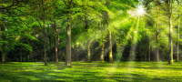 Фотообои листовые ФабрикаФресок Солнечный Зеленый Весенний Лес / 1096270 (600x270) - 