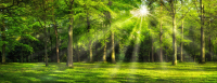 Фотообои листовые ФабрикаФресок Солнечный Зеленый Весенний Лес / 1097270 (700x270) - 