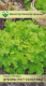 Семена МинскСортСемОвощ Салат. Дубовый лист салатовый листовой (0.8г) - 