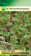 Семена МинскСортСемОвощ Салат. Американский коричневый листовой (1г) - 