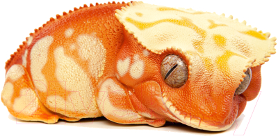 Фигурка коллекционная Exoprima Геккон бананоед / 26320/AH (оранжевый/желтый)