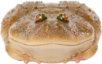 Фигурка коллекционная Exoprima Лягушка-щитоспинка / 56388/AH (темно-зеленый) - 