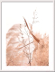 Постер Мирам Живой гербарий. Сухой тростник / 230401612 (30х40) - 