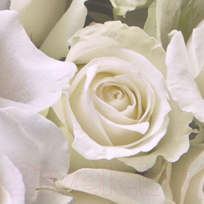 Фотообои листовые Citydecor Розы с каплями росы (200x254)