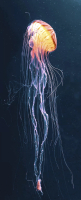 Картина на стекле Stamprint Свет медузы AN022 (125x50) - 