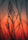 Картина на стекле Stamprint Ветка в закате SP020 (100x70) - 