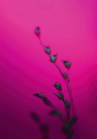 Картина на стекле Stamprint Растение SP023 (100x70) - 
