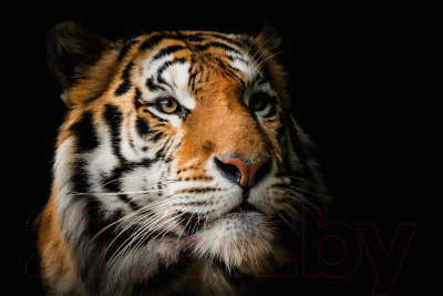 Картина на стекле Stamprint Солнечный тигр AN016 (80x120)