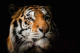 Картина на стекле Stamprint Солнечный тигр AN016 (80x120) - 