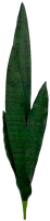 Искусственное растение Артфлора Сансевиерия щучий хвост / 105060 - 