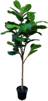 Искусственное растение ForGarden Ficus Лирата / BN10796 - 