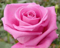 Саженец цветка Zelensad Роза чайно-гибридная Аква - 