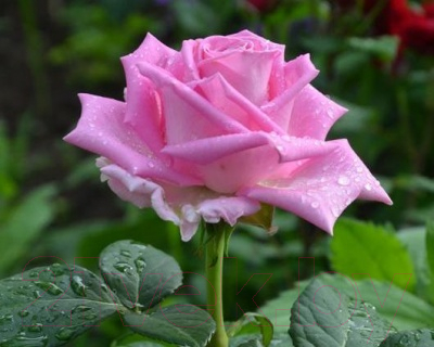 Саженец цветка Zelensad Роза чайно-гибридная Аква