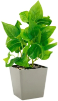 Искусственное растение Bir Numara EVA5805 - 
