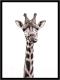 Картина Мирам Животные. Любознательный жираф / 230401508 (30x40) - 