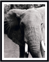 Картина Мирам Животные. Слон / 240501501 (40x50) - 