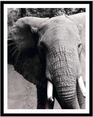 Картина Мирам Животные. Слон / 240501501 (40x50)