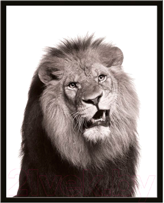 Картина Мирам Животные. Брутальный лев / 240501504 (40x50, в раме)