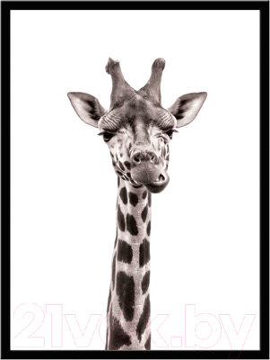 Картина Мирам Животные. Любознательный жираф / 240501502 (40x50, в раме)