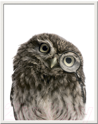 Картина Мирам Животные. Портрет совы №1 / 240501503 (40x50, в раме)