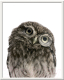 Картина Мирам Животные. Портрет совы №1 / 240501503 (40x50, в раме) - 