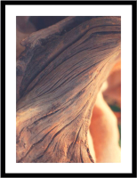 Картина Мирам Природа. Ствол дерева бонсай / 230401812 (30x40) - 