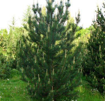 Саженец дерева Красный клен Сосна крючковатая  (40-50см)
