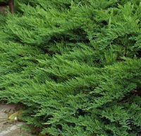 Саженец кустарника Красный клен Можжевельник казацкий Tamariscifolia (10-20см) - 