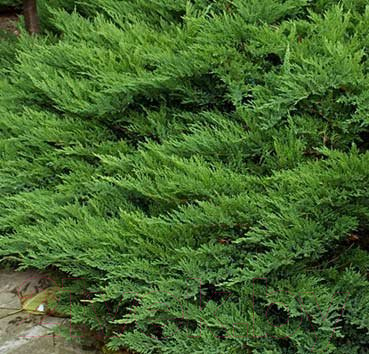 Саженец кустарника Красный клен Можжевельник казацкий Tamariscifolia (10-20см)